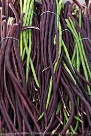 Image result for Vigna radicans