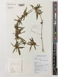 Image result for Spermacoce ruelliae