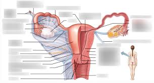 Below you can read about them in a detailed manner. Figure 27 14 Internal Reproductive Organs Of A Female Posterior View Diagram Quizlet