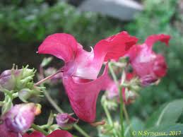 Image result for Impatiens psychadelphoides