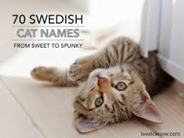 Cats make loving, playful, and fascinating pets. 70 Swedish Cat Names From Sweet To Spunky Lovetoknow