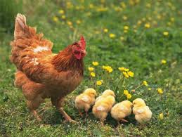 Belajar gambar untuk anak sekolah paud tk & sd ____ ayo belajar gambar! Gambar Anak Ayam