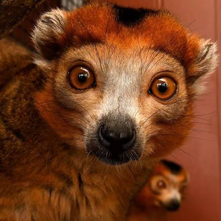 Happy Wednesday from crowned lemur brothers Shezmu and Nedjem 🤗 We are  currently in the midst of peak breeding season for many lemur species  living here at the DLC, and it's very