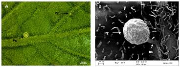 Image result for Cyphostemma hypoleucum