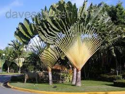Ravenala Madagascariensis Travelers Palm Vs Bird Of Paradise Today S Bloom Is Travelers Palm Ravenala Madagascariensis Trees To Plant Travellers Palm Palm Tree Pictures