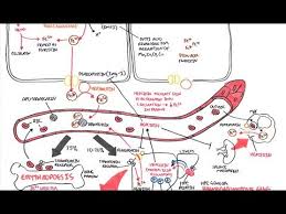 Iron Physiology Physiology Health Education Visual Learning