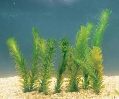 Image result for Elodea