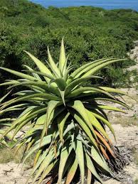 Image result for Aloe komatiensis
