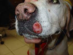 She's pretty sure he has cancer. Interview With A Veterinarian What Do I Do When My Dog Has Cancer Pethelpful