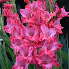 Image result for Gladiolus magnificus