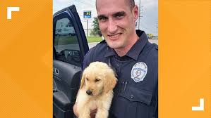 One female available to approved home. O Fallon Missouri Police Officer Rescues Stolen Puppy Ksdk Com