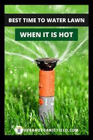 Best Time To Water Lawn In Summer Lawn Care Lawn Healthy Lawn