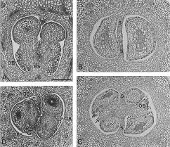 Image result for Ixora burundiensis
