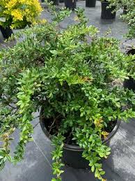 Image result for Berberis verruculosa