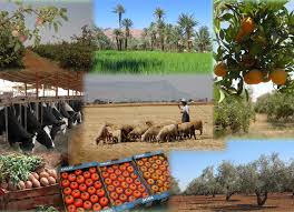 Agriculture au Maroc — Wikipédia