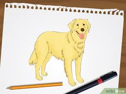 Also, find out if your kid is one of this. How To Draw A Golden Retriever 7 Steps With Pictures Wikihow
