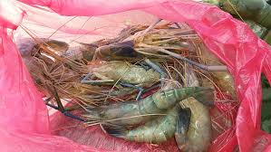 Sebenarnya penggemar mancing udang galah di indonesia cukup banyak. Si Sepit Biru Goda Pengunjung Prk Rompin Jamu Selera Mstar