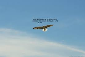 You Are Born With Wings Why Preffer To Crawl Through Life Rumi Inspirational Quotes Famous Short Quotes Short Quotes