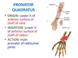 Muscles Of The Anterior Forearm Ppt Download Musculus pronator quadratus) is a square shaped muscle of the forearm that belongs to the anterior muscle group and is situated in the. muscles of the anterior forearm ppt