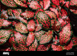 Image result for Antherotoma angustifolia