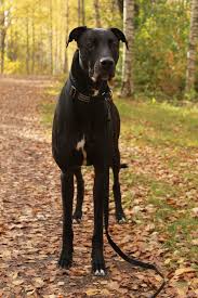 Black And White Greyhound Mix Mixed Breed Greyhound And Bullmastiff Absolutely Wonderful Dog British Mastiff Mastiff Dogs Mastiffs
