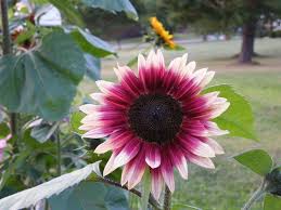 Bunga selain indah juga memiliki makna yang menjadi simbol. Jenis Jenis Bunga Matahari Tercantik Lengkap Dengan Manfaat Dan Fakta Uniknya Kuya Hejo