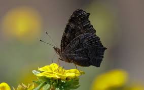 Black And White Spotted Moth Meaning Myths Symbolism And Meaning Of Black Butterflies