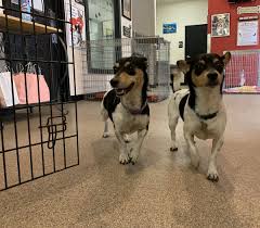 I was fortunate to try out this program earlier this year and absolutely loved it! Dog For A Day Program Allows Students To Help Animals In Need Life Nsm Today