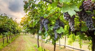 „die weinlese ist eine tolle sache. Weinlese Das Finale Im Weinberg
