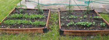 Maybe you would like to learn more about one of these? 2 Weeks After Planting Green Beans Are On The Right Peas On The Left Tomatoes In The Background Of Both Beds Gardening
