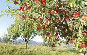Southernwoods.nz is a great reference tool as well as an online store, there's sure to be something to get you growing! This New Zealand Couple Are On A Mission To Save Heritage Apple Trees Plus The Best Apples By New Zealand Region
