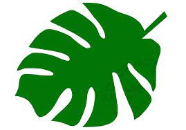 The trunk is rather massive and tapering. Tropical Palm Leaf Template Novocom Top