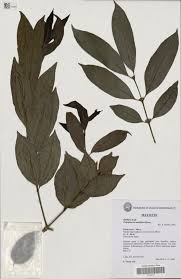 Image result for Polysphaeria