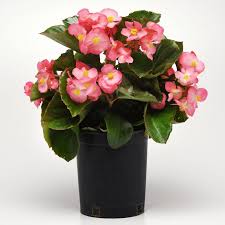 Image result for Begonia bequaertii