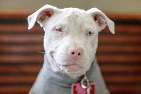 106 Pitbulls With Blue Eyes Stock Photos Pictures Royalty Free Images Istock