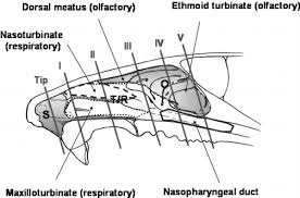 The two nasal cavities sit within the external nose and the adjacent skull. Parasagittal View Of The Rodent Nasal Cavity Showing The Approximate Download Scientific Diagram