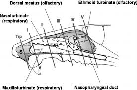 The two nasal cavities sit within the external nose and the adjacent skull. Parasagittal View Of The Rodent Nasal Cavity Showing The Approximate Download Scientific Diagram