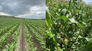 Taber Corn Truck Selling Out - Highriveronline.Com - Local News, Weather,  Sports, Free Classifieds And Job Listings For High River, Ab And Southern  Alberta