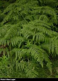 Image result for Pteridium aquilinum