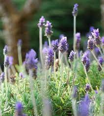 10 Best Fragrant Flowers To Scent Your Spring Garden Matchness Com Fragrant Flowers Scent Garden Spring Garden