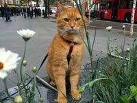 pin von civetkat civetkat auf a street cat named bob bob der streuner bob katzen