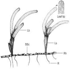 Image result for Thalassia hemprichii