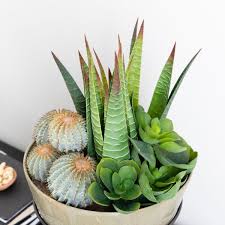 Image result for Mehikasvi