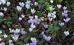 Herbst Alpenveilchen Zweifach Schon Alpenveilchen Blumen Stauden Pflanzen