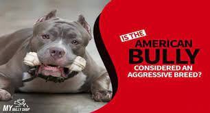 Is American Bully Considered An Aggressive Breed