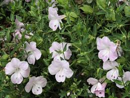 Image result for Barleria holubii