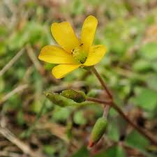 Image result for Oxalis corniculata