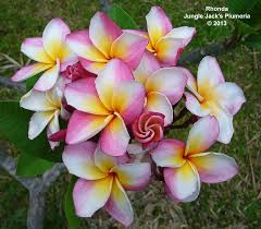 The neighborhood is called north san jose. Jungle Jacks Plumeria For Tropical Flowers Plumeria Flower Pots Plumeria Flowers