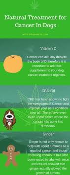 Heat over stove not in aluminum!!!. 12 Cbd Benefits For Pets Ideas Cbd Pets Cbd Oil