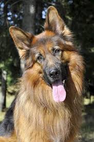 German Shepherd German Shepherd Dogs German Shepherd Puppies Shepherd Dog